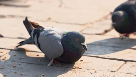 Close up of pigeons feeding Stock Footage 104090785