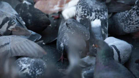 Close up of pigeons fighting to get to bread crumbs scattered on pavement  Stock-Footage 98652927