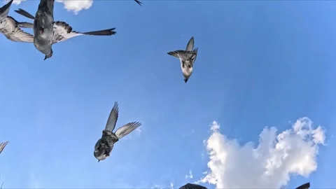 Close-Up Pigeons Flying Overhead Then Flock Dispersing in Sky Video stock 340398424
