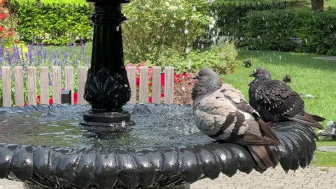 Close-Up of Pigeons in Fountain Stock Footage 281164087