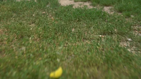 Close up on pigeons gathering in an area of grass Stock Footage 94458436