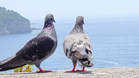 Close up-Pigeons making out-Adriatic Sea in background Stock Footage 294286602