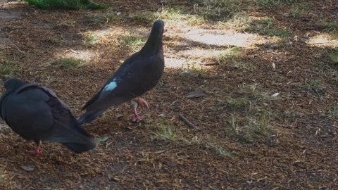 Close up pigeons matting Stock Footage 243463353