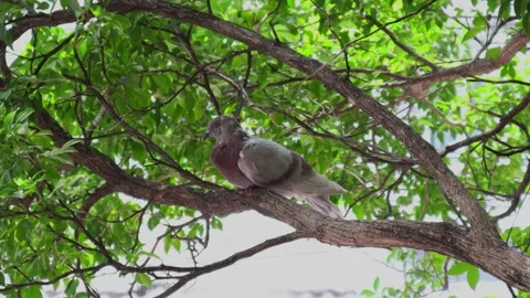 Close-up Pigeons perched on branches to avoid sunlight. Stock Footage 135323048