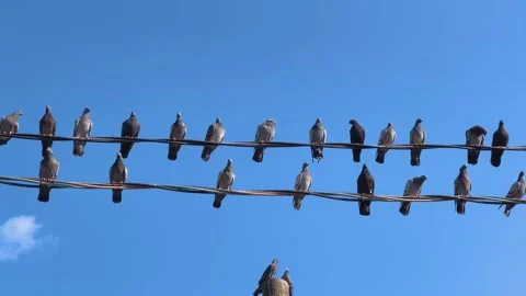 Close-up of pigeons perched in neat rows on parallel power lines against a Stock Footage 317174412