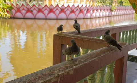 Close-up of pigeons perched on a rustic railing by a lotus-designed temple wa Stock Photos