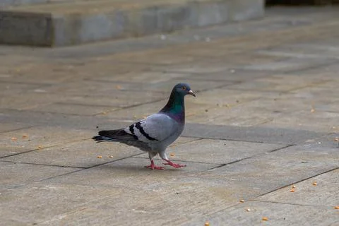 Close-up of pigeons playing on the square Stockfoto's