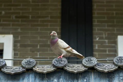 Close-up of pigeons playing on the square Stockfoto's