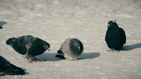 Close- up of pigeons in the snow on a cold winter day. Stock Footage 126615809