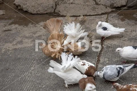 Close up of pigeons on streets of Kashgar Old City, China Stock Photos