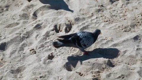 Close-up of pigeons walking on the sand at beach Stock Footage 78385622
