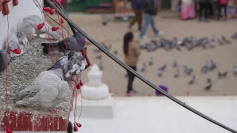 Close up of Pigeons on Wall Stock Footage 73273733