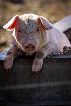 A close up of a piglet looking at the camera, with a shallow depth of field Stock Photos