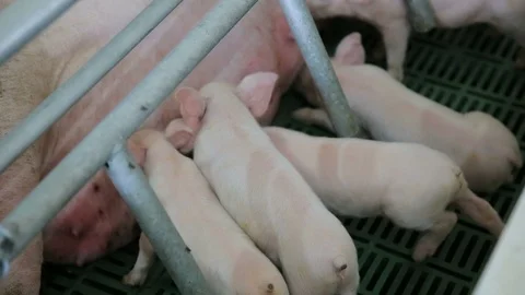 Close up on piglets suckling from sow's teats Stock Footage 107152405
