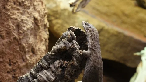 Close up of a pigmy mulga lizard Stock Footage 119496318