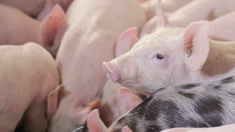 Close up Pigs eat food by pushing each other on a pig farm. Pigs eating from a Stock Footage