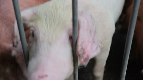 Close - up of the pig's face. Group of pigs in the enclosure of different breeds Video stock 117132821
