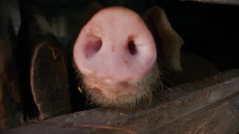 Close-up of a pig's face peeking through a barn opening Stock Footage 336044218