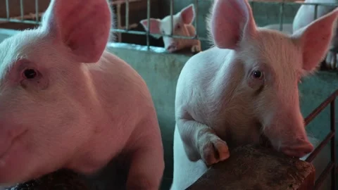 Close-up of pigs in farm pen 库存影片 333897864