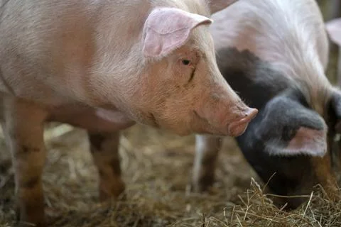 Close up of a pig's head in its stall Stock Photos