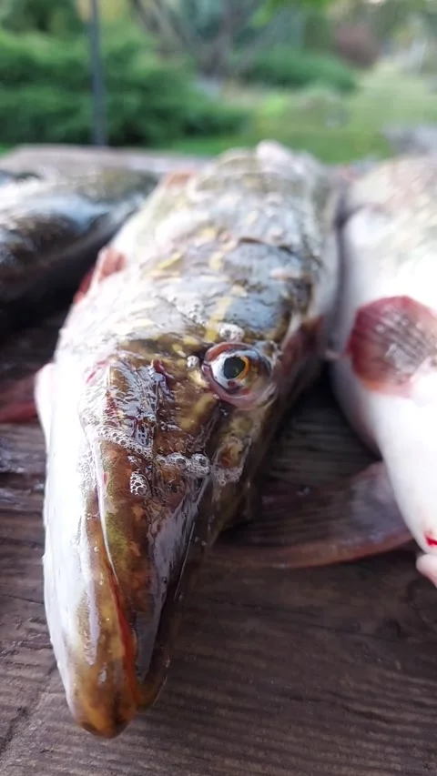 A close-up of a pike catch on the table. Freshly caught pike breathes with gills Stock Footage 318644226