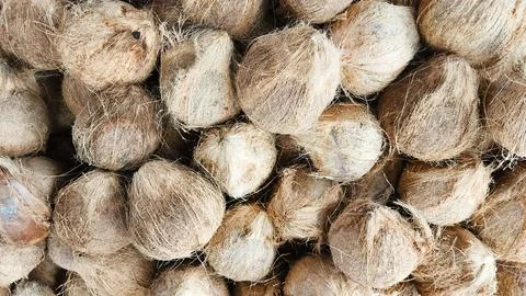 Close Up of a pile of coconuts that have had their skins peeled Stock Photos