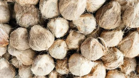 Close Up of a pile of coconuts that have had their skins peeled Stock Photos