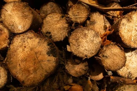 Close up of pile of cut down trees Stock Photos
