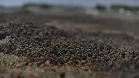 Close up of a pile of dry seaweed Stock Footage 232581510