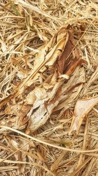 A close up of a pile of hay Stock Photos