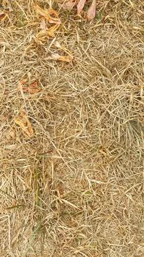 A close up of a pile of hay Stock Photos