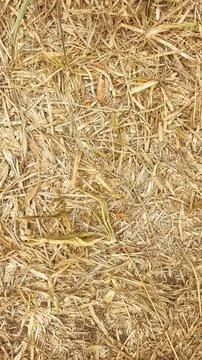 A close up of a pile of hay Stock Photos