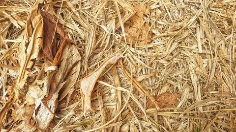 A close up of a pile of hay Stock Photos