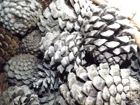 Close up of a pile of large brown pine cones Stock Photos
