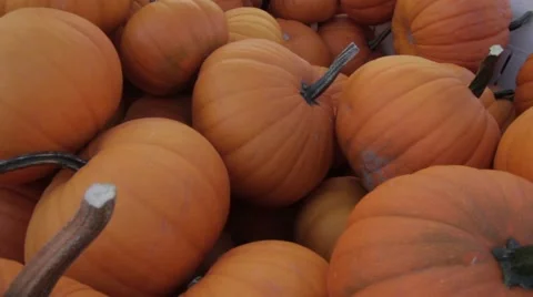 Close up Pile of Pumpkins at Pumpkin Patch - Halloween Stock Footage 42878905