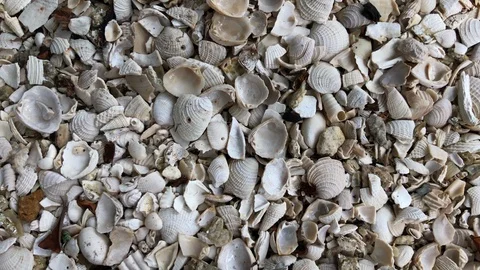 Close up on pile of shells ground Stock Footage 94817106
