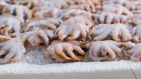 Close-Up of Pile of Small raw Octopuses on the fish market Video stock 201070387