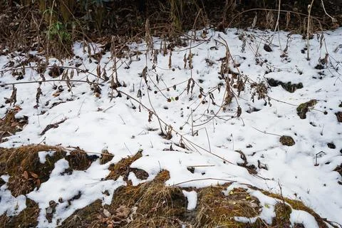 Close up pile of snow covered on the ground and green plant Stock Photos
