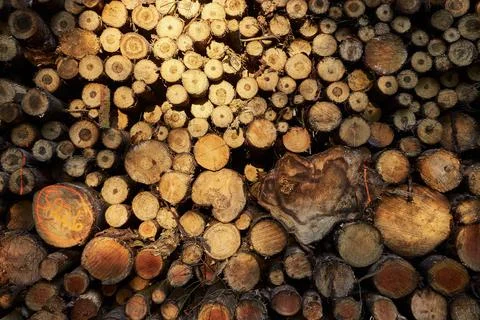 Close up of pile of tree logs Stock Photos