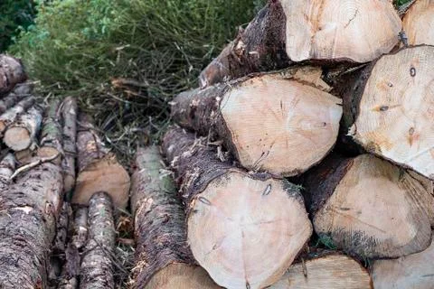Close-up of piled timber. 库存照片