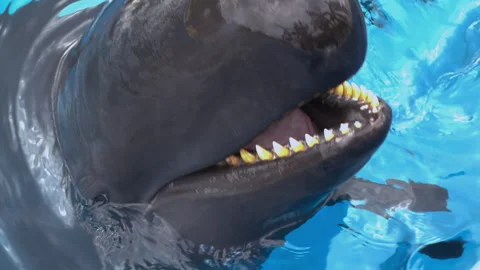 Close up of pilot whales above the surface catching a fish in its mouth 스톡 동영상 255582702