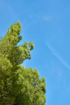 Close up of a pine and blue sky. Stock Photos