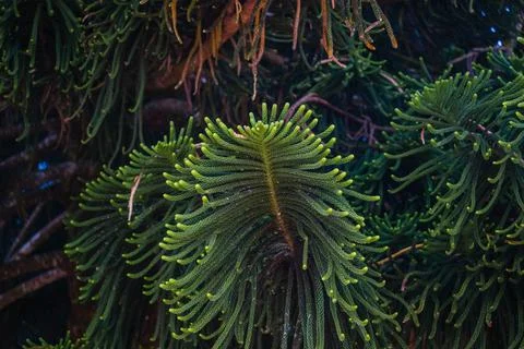 Close-up of Pine araucaria Tree Branches Stock-Fotos