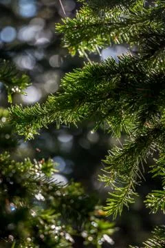 Close Up of Pine Bough Foto stock