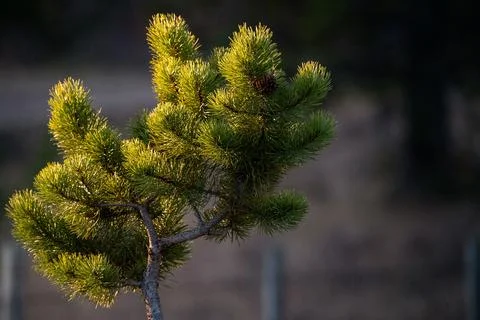 Close up Pine Bough Stock Photos