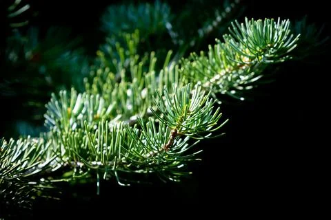 Close Up of Pine Bough With Shallow Depth of Field Foto stock