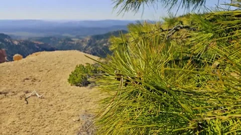Close up pine boughs blowing-pan/focus shift to red pinnacles Stock Footage 335239140