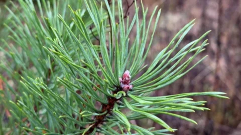 Close-up of a pine branch against the background of an autumn forest. Stock Footage 331566431