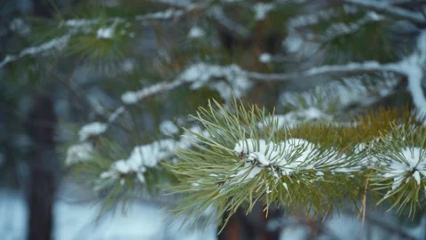 Close-up of a pine branch and falling snow flakes in a snowy forest. Stock Footage 296038433