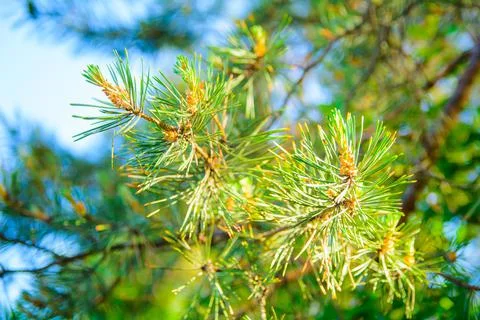 Close-up of a pine branch. Blurred background 写真素材